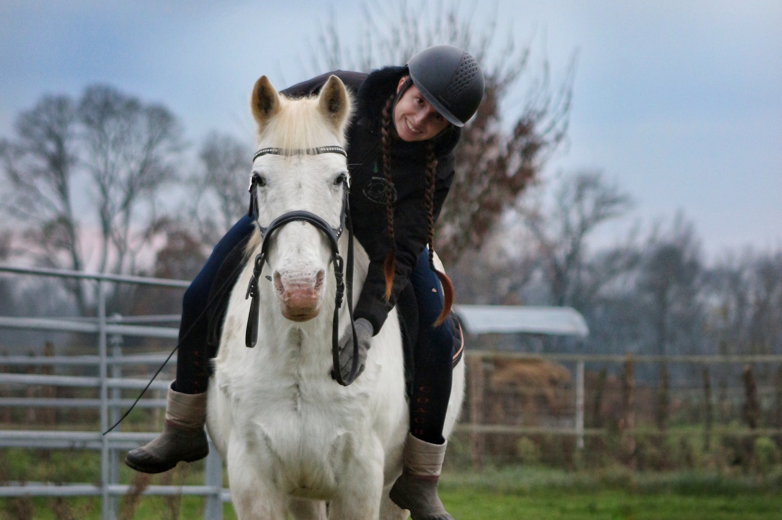 Éducation du cheval